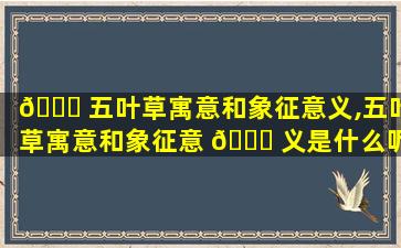 🐞 五叶草寓意和象征意义,五叶草寓意和象征意 💐 义是什么呢